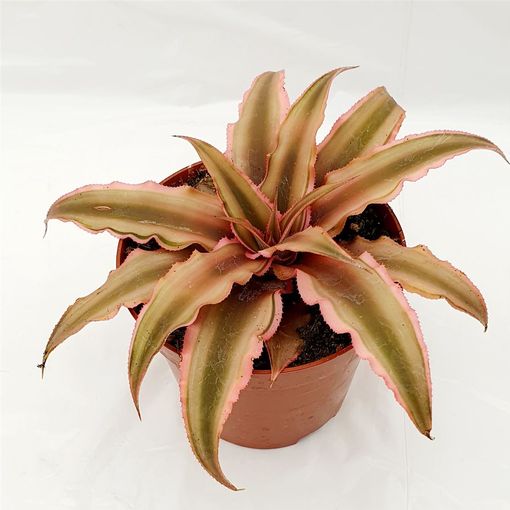 Cryptanthus bivittatus 'Pink Starlite'