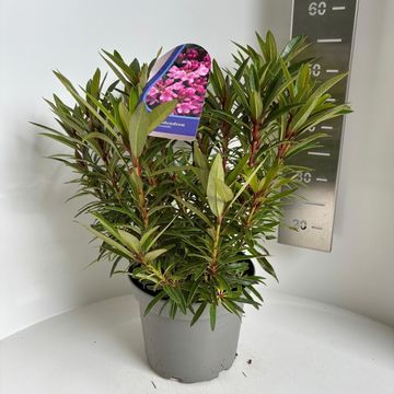 Rhododendron 'Graziella'
