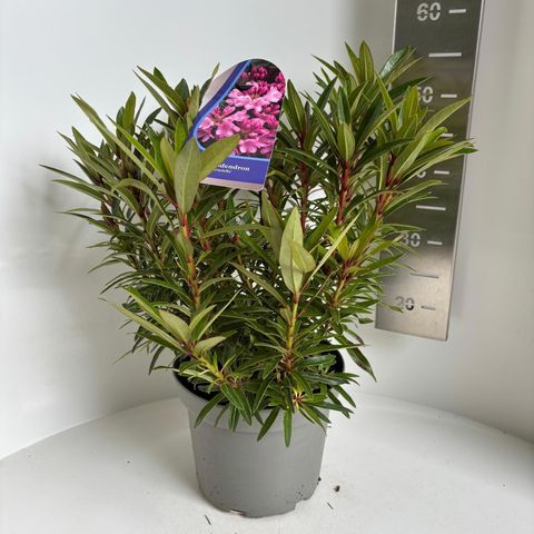 Rhododendron 'Graziella'