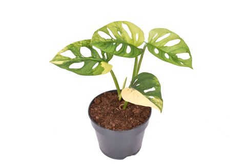 Monstera adansonii 'Variegata'