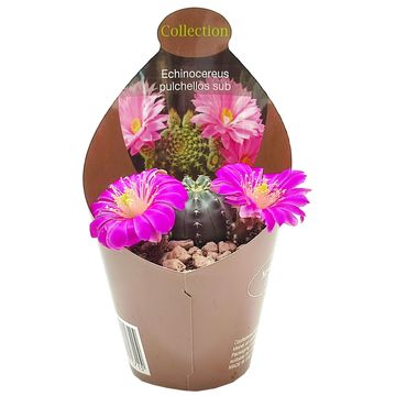 Echinocereus pulchellus