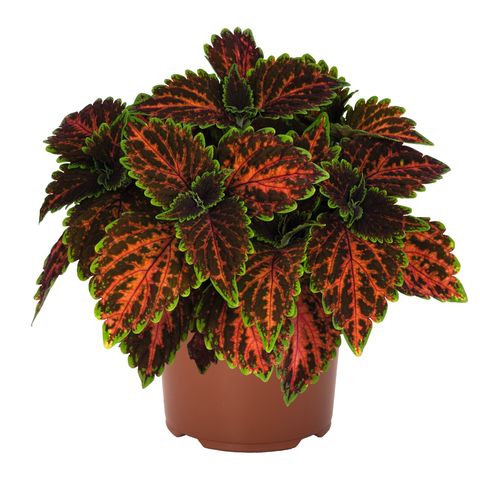Coleus 'Magnificent Mile'