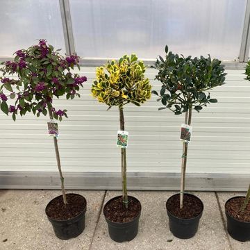 Prunus MIX