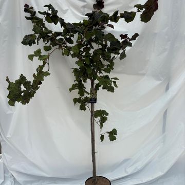 Corylus 'Red Majestic'