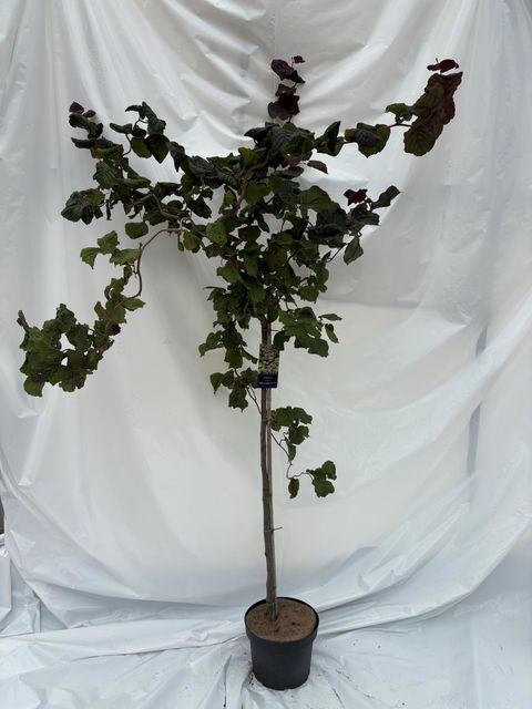 Corylus 'Red Majestic'