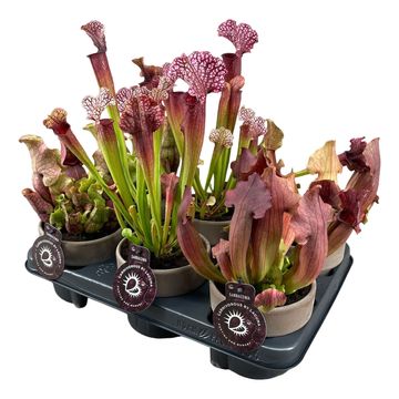 Sarracenia MIX