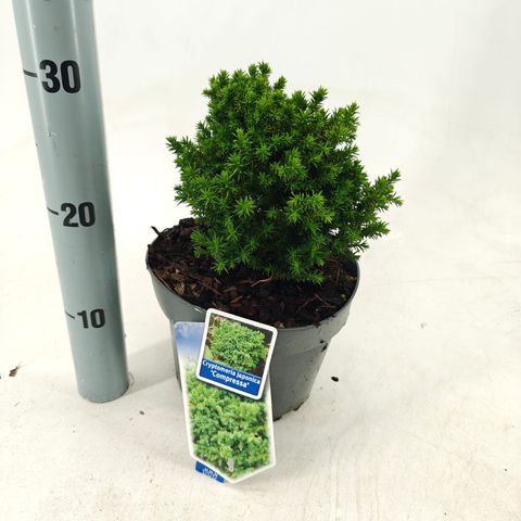 Cryptomeria japonica 'Compressa'