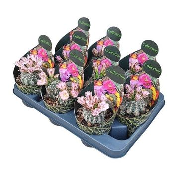 Gymnocalycium bruchii