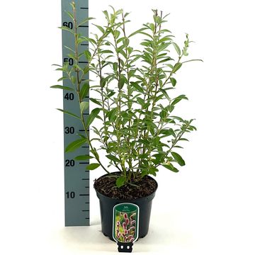 Salix gracilistyla 'Mt. Aso'