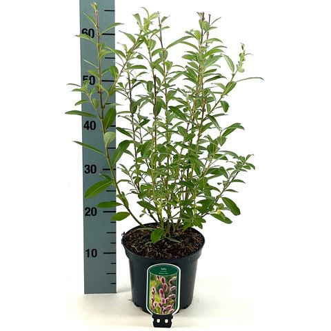 Salix gracilistyla 'Mt. Aso'