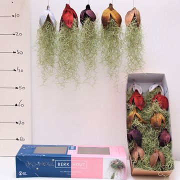 Tillandsia usneoides