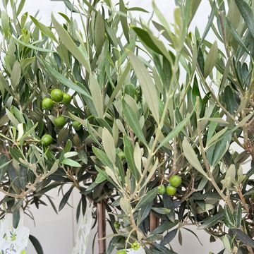 Olea europaea