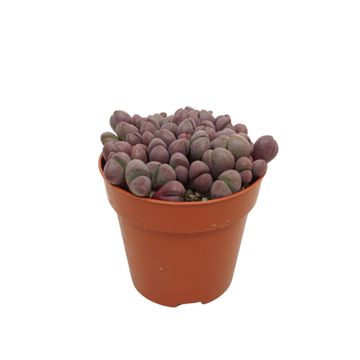 Pleiospilos nelii 'Rubra'