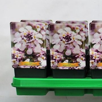 Iberis sempervirens 'Pink Ice'