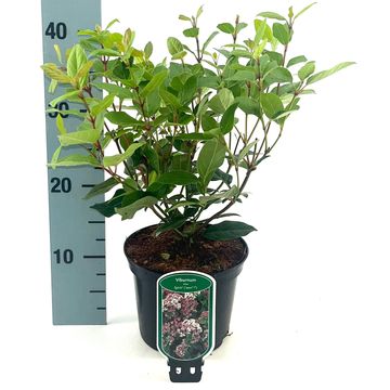 Viburnum tinus SPIRIT