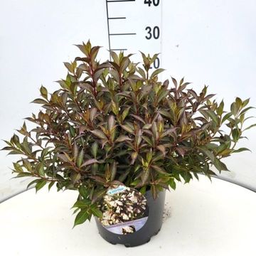 Weigela BLACK AND WHITE