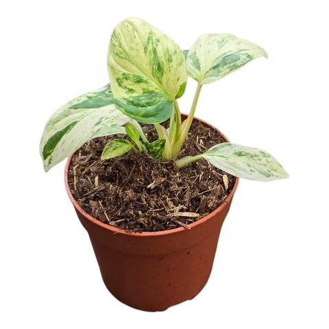 Homalomena rubescens 'Variegata Mint'