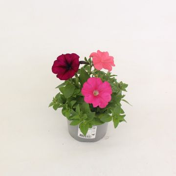 Petunia FOTOFINISH MIX