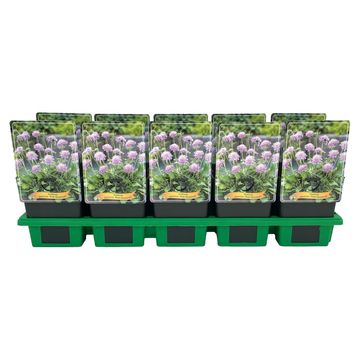 Scabiosa japonica alpina PINK DIAMONDS