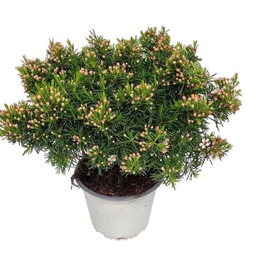 Хамелациум крючковатый 'Snow Flake'