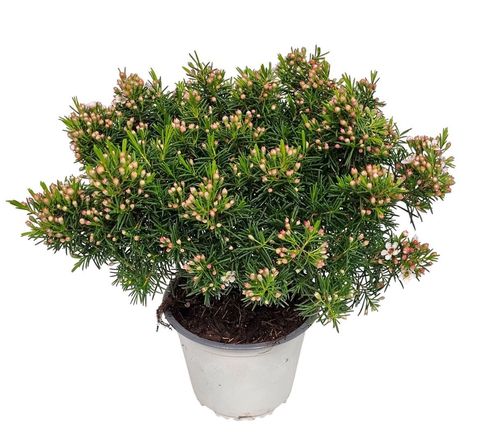 Chamelaucium uncinatum 'Snow Flake'