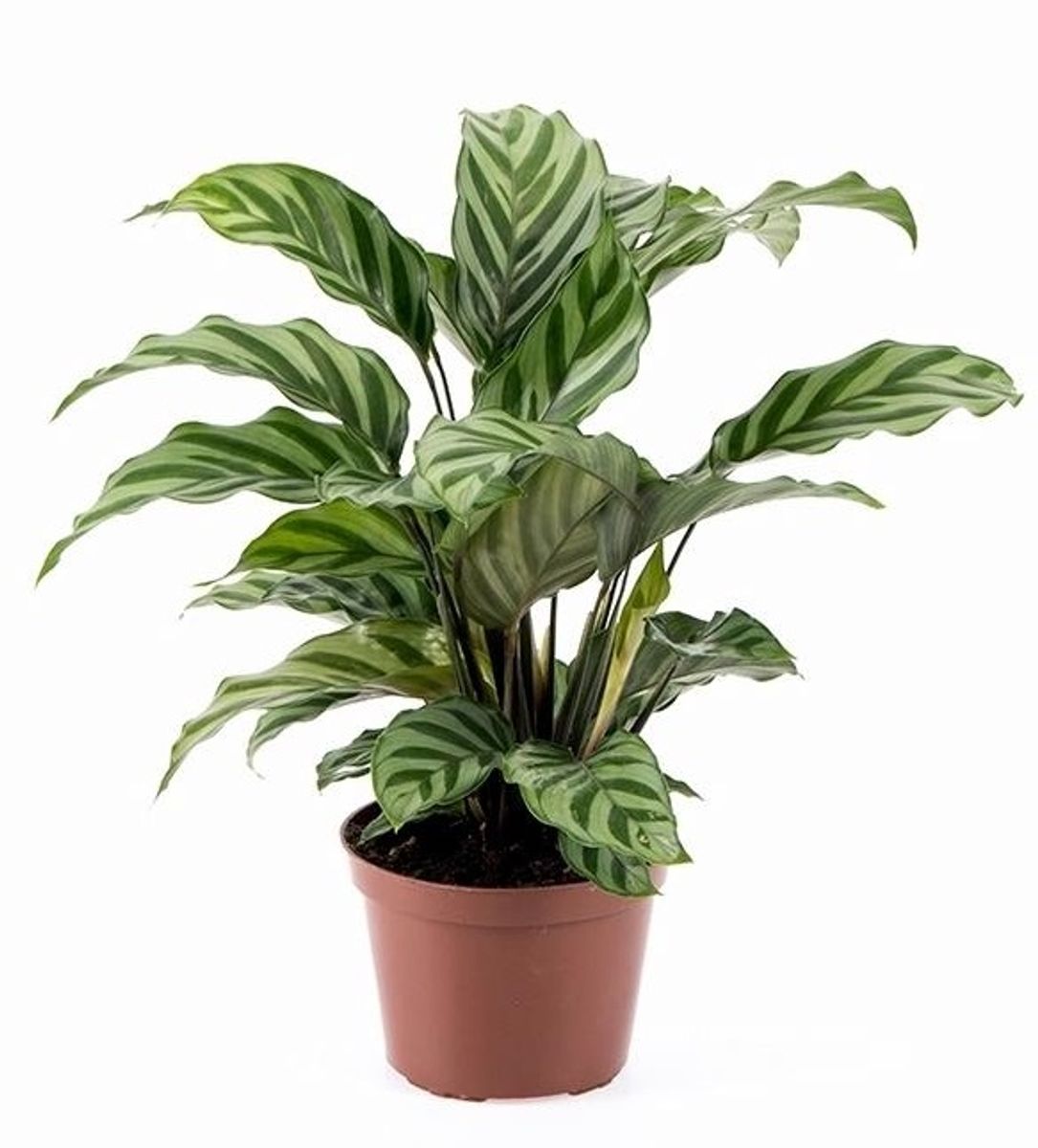 Calathea concinna 'Freddy' — Plant Wholesale FlorAccess