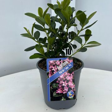 Escallonia laevis PINK ELLE