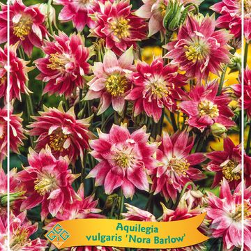 Aquilegia vulgaris 'Nora Barlow'