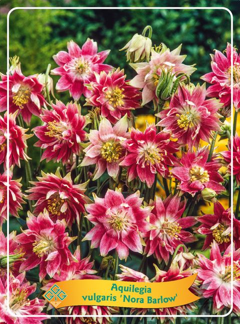 Aquilegia vulgaris 'Nora Barlow'