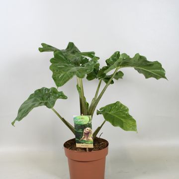 Alocasia 'Low Rider'