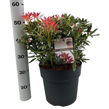 Pieris 'Flaming Silver'