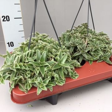 Cyanotis somaliensis