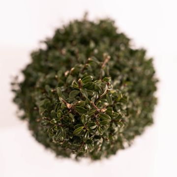 Ilex crenata 'Stokes'