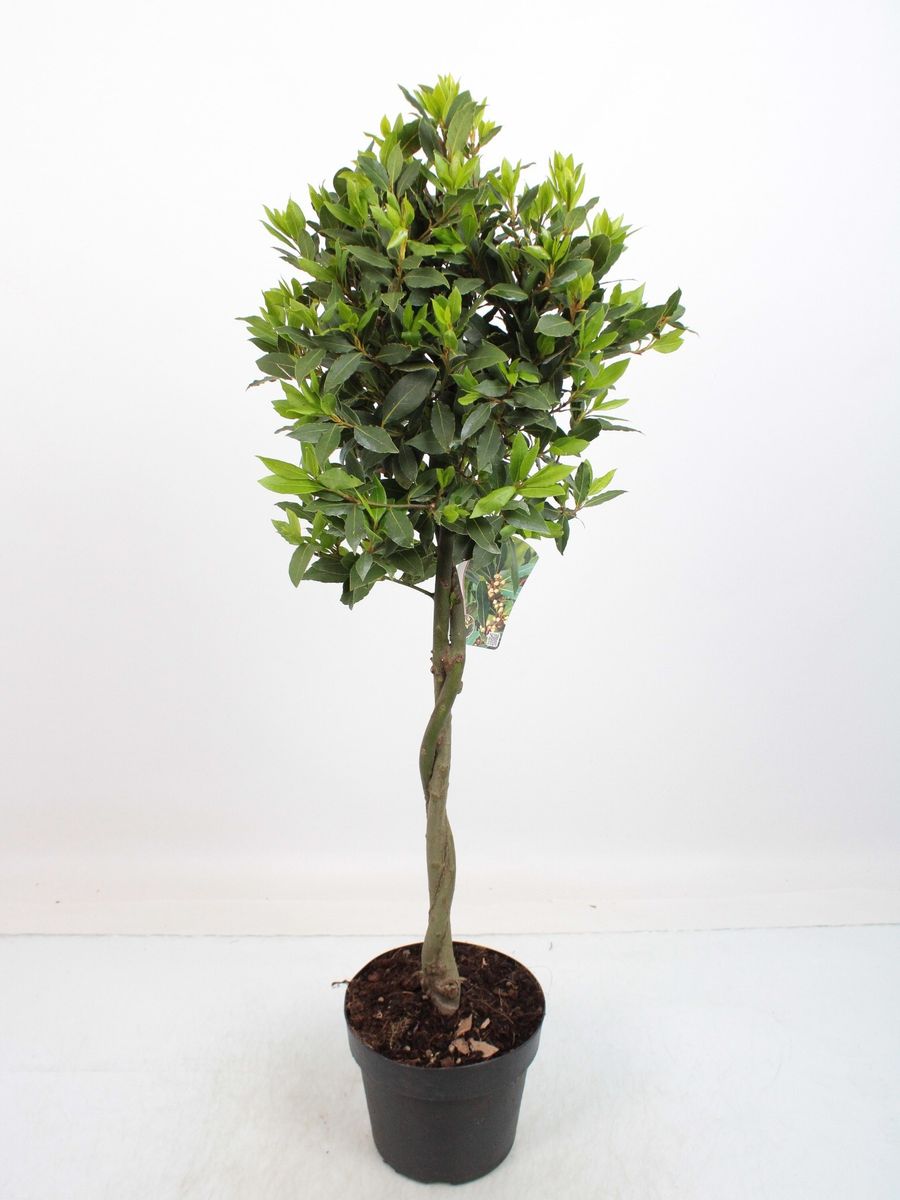 Vip Laurus Laurus nobilis — Plant Wholesale FlorAccess
