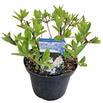 Hydrangea paniculata CANDLELIGHT