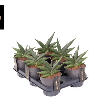 Sansevieria 'Almond Jade'