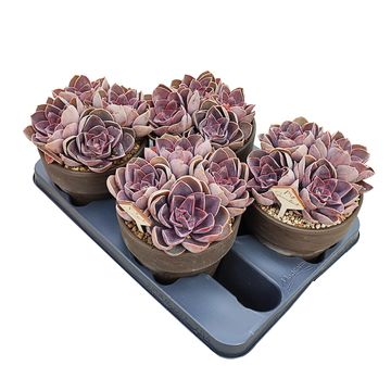 Echeveria 'Perle von Nürnberg'