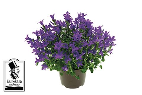 Campanula portenschlagiana BLUE GET MEE