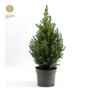 Picea glauca DECEMBER