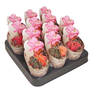 Gymnocalycium mihanovichii 'Variegata'