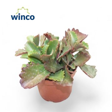 Kalanchoe rubinea