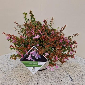 Abelia PINKY BELLS