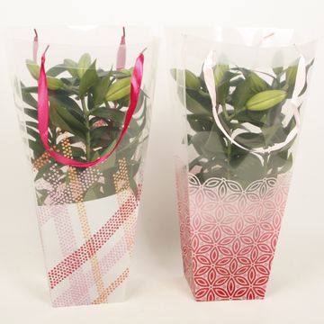 Lilium ORIENTAL HYBRID MIX