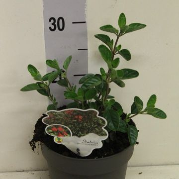 Salvia 'Royal Bumble'