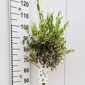 Olea europaea