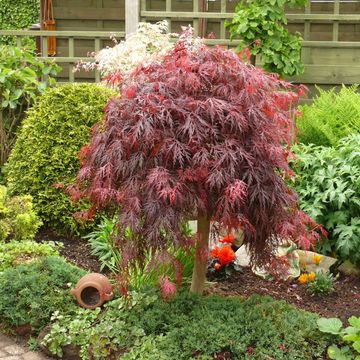 Acer palmatum 'Garnet'