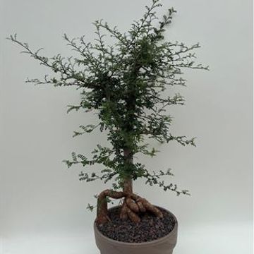 Operculicarya decaryi