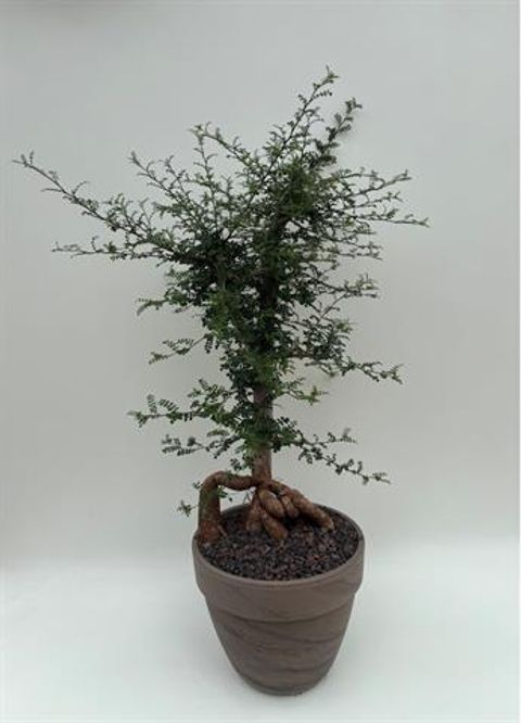 Operculicarya decaryi