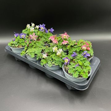 Aquilegia flabellata MIX