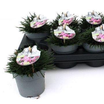 Armeria maritima 'Armada Rose'